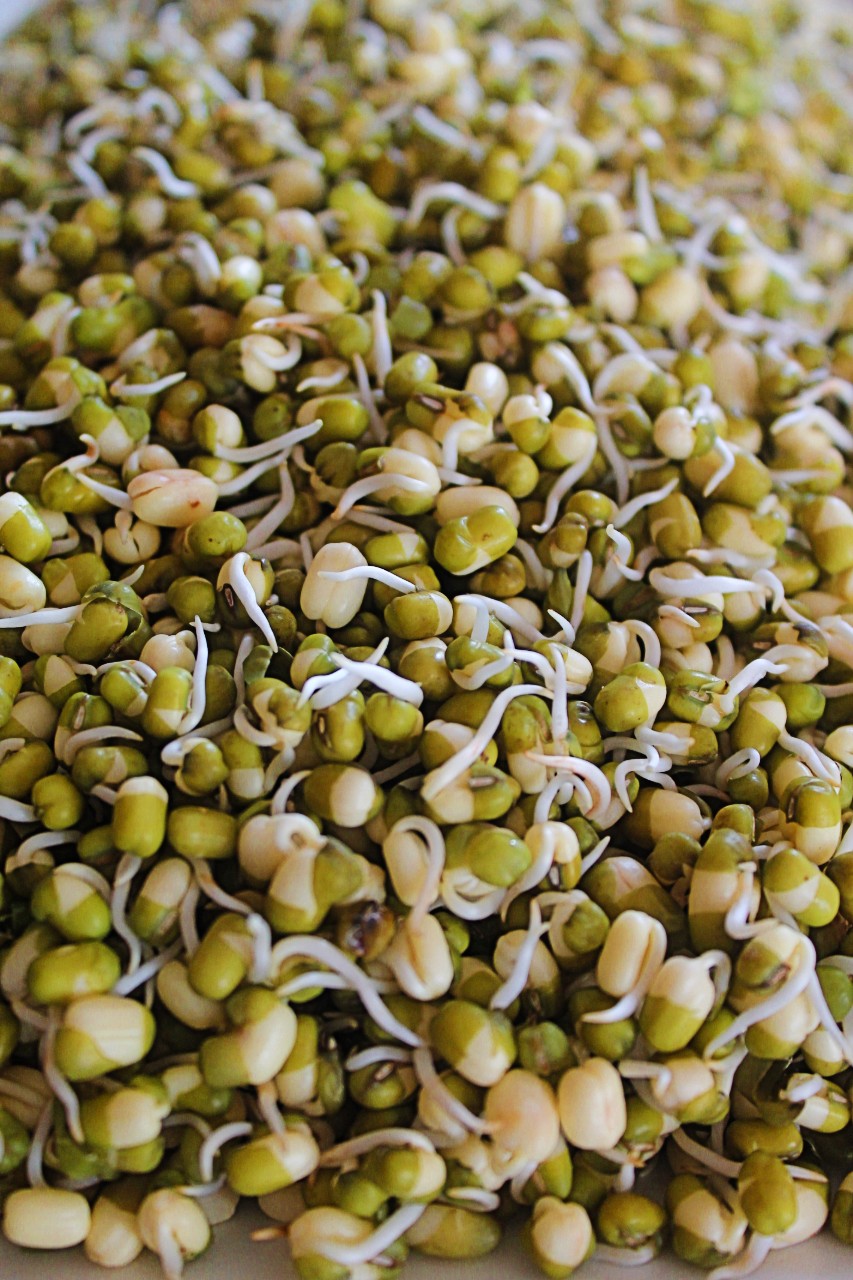 How To Grow Sprouts Lentils Beans Living Smart And Healthy